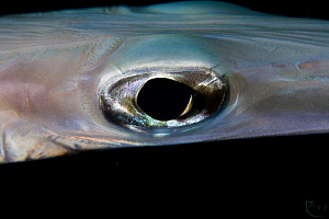 Cornet-Fish Eye. From my yesterday's nightdive. Canon 40D... by Rico Besserdich 